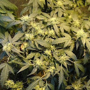 Profile Picture of Miles James (@milesjames5925) on Youtube