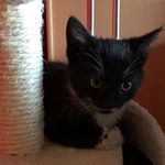 Profile Picture of Katze Ruby (@katze_ruby) on Instagram