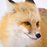 Steven Ashurst - Instagram Profile Picture of Steven Ashurst (@stevens_pix) on Instagram