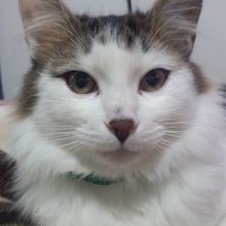 Olga Lucia Avendaño - Twitter Profile Picture of Olga Lucia Avendaño (@olgakris75) on Twitter