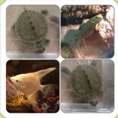 Profile Picture of Alex Rands (@RandsAlex) on Twitter