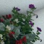 Peter Mcnulty - Instagram Profile Picture of Peter Mcnulty (@peter.mcnultyriwl25t) on Instagram