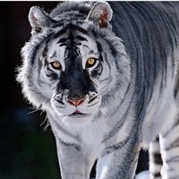 Cherry Moon - Quora Profile Picture of Cherry Moon (@cherry-moon-21) on Quora