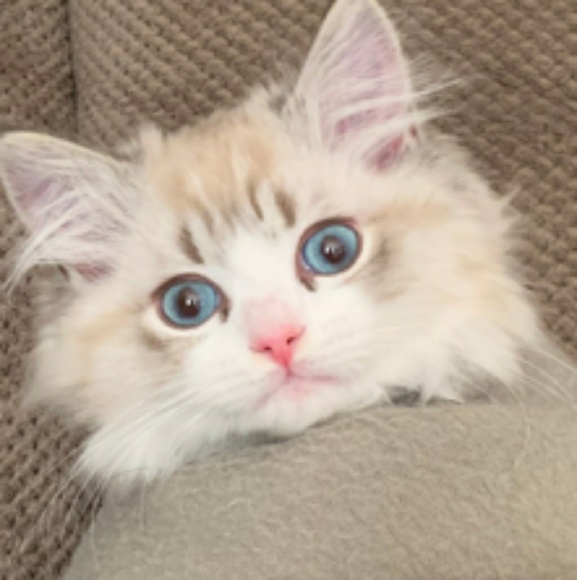 Profile Picture of Dominick Dibella (@domdib) on Poshmark