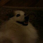 Profile Picture of Kenneth Yeung (@1_hat3_sarah) on Instagram