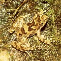 Profile Picture of Eungella torrent frogon Wikipedia