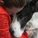 Profile Picture of Pepper Riddle (@destinydanes) on Pinterest