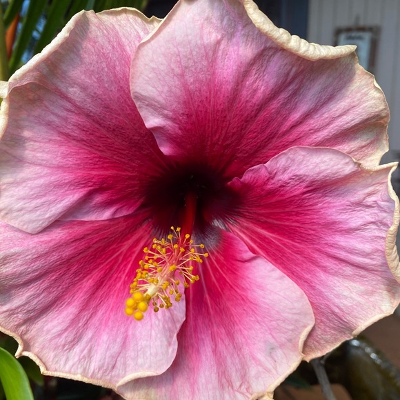 Malia Malia - Poshmark Profile Picture of Malia Malia (@malia0202) on Poshmark