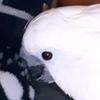 Profile Picture of Michael Schultz (@@michaelschultz15) on Tiktok