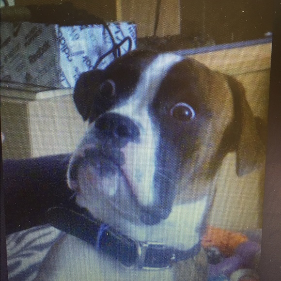 Profile Picture of Paula Soares (@paula1974soares) on Poshmark