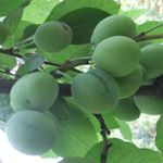 Profile Picture of Longmire (@longmiresamar) on Instagram