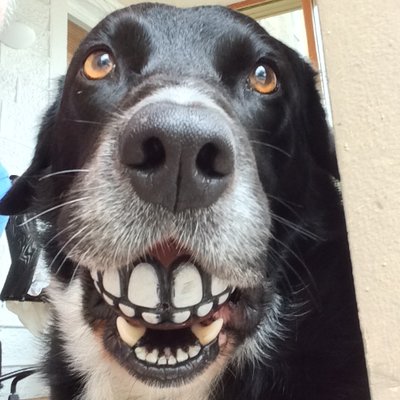 Profile Picture of Mark Nuttall (@MarkNuttall12) on Twitter