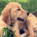 Profile Picture of Lucy Shoemaker Napolitano (@pupper.lucy) on Instagram
