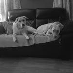 Profile Picture of David Petrucelli (@davidpetrucelli9013) on Instagram