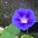 Profile Picture of Jaime Fields (@jaimejfields) on Instagram