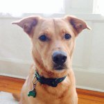 Profile Picture of Jerry Walsh (@adventuresofjerrythedog) on Instagram