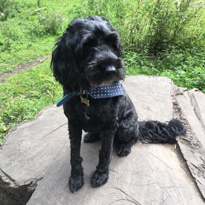 Dave Botham - Twitter Profile Picture of Dave Botham (@dave_boff) on Twitter