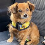 Profile Picture of Denise Culotta (@cosaroo) on Instagram