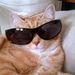 Profile Picture of Robin Harrill (@harrill4649) on Pinterest
