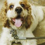 Profile Picture of Kevin (@papabearbartman) on Instagram