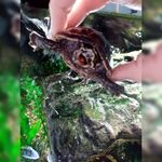 Profile Picture of Lisa Marie welsch (@user1234leo) on Instagram