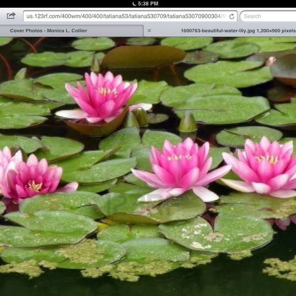 Profile Picture of Monica l. Collier (@monicarn75) on Poshmark