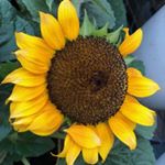 Profile Picture of Sandy Dailey (@sandy_peach82) on Instagram