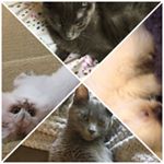 Profile Picture of Grace Morrow (@fred_ginger_tiger_theo) on Instagram