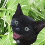 Profile Picture of Kirby! (@aloha.kirby) on Instagram