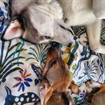 Profile Picture of Indigo Jones & Artemis Faye (@indythealusky) on Instagram