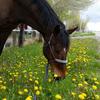 Profile Picture of Cattail Springs Farm (@colleengunderman) on Tiktok