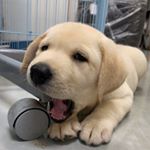 Profile Picture of 上林動物病院 (@kambayashi_ah) on Instagram