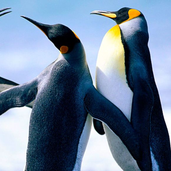 Jason Nunes - Poshmark Profile Picture of Jason Nunes (@scooby60) on Poshmark