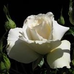 Profile Picture of CathyFay (@jimcathyfay) on Instagram