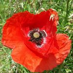 Profile Picture of Mandy Zimmermann (@mandy.zimmermann.311) on Instagram