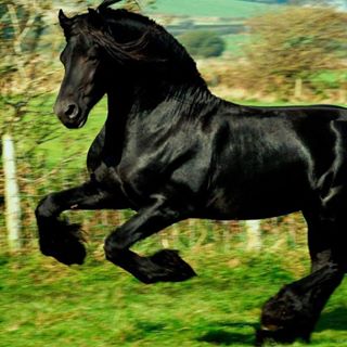 Profile Picture of Alvaro Miguel (@Alvaro-Miguel) on Facebook