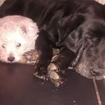 Profile Picture of Deborah Davison (@deborah_davison) on Instagram