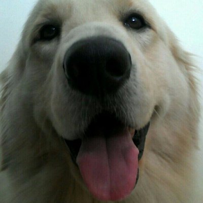 Profile Picture of Alex Bedón Cortázar (@ALEXBEDCO) on Twitter