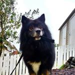 Profile Picture of Cæsar Samson av Askelapp (@samson_lappie) on Instagram