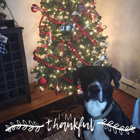 Profile Picture of Megan Beloli (@mbeloli2) on Poshmark