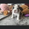 Profile Picture of Ashley Desroches (@@ashleydesroches) on Tiktok