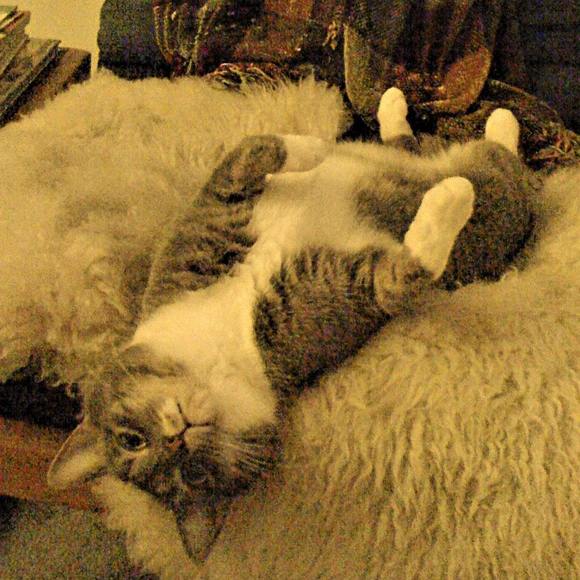 Profile Picture of Christiaan Taggart (@christiaantagga) on Poshmark