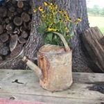 Profile Picture of Kathy Wilcox (@wilcoxamazon) on Instagram