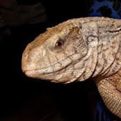 Profile Picture of Jake Kelley (@Norseman2077) on Youtube