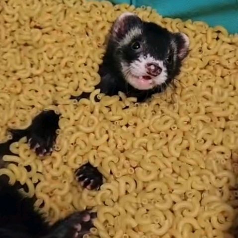 Profile Picture of vincentmangouwu (@official_dino_nugget34) on Tiktok