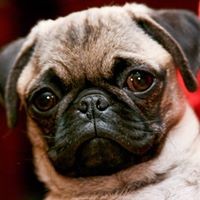 Profile Picture of Albert Limuel Paulino (@albert-limuel-paulino) on Quora