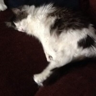 Profile Picture of Joseph Brum (@josephbrum) on Twitter