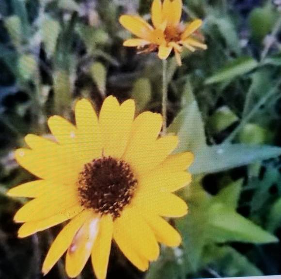 Profile Picture of Rebecca Quintal (@rebeccaquintal) on Poshmark