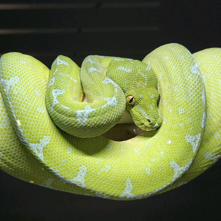 Profile Picture of Joseph Hornback (@hornback_reptiles) on Tiktok