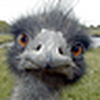 Profile Picture of Stinson Lamb (@Stinson %u2122) on Flickr